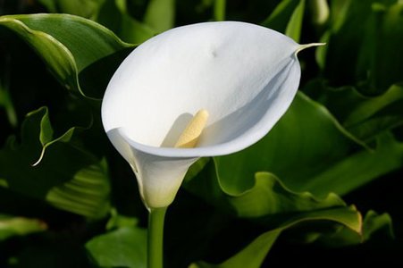 Die weiße Calla